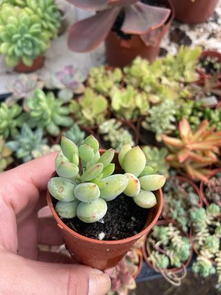 Cotyledon Pendens Suculenta