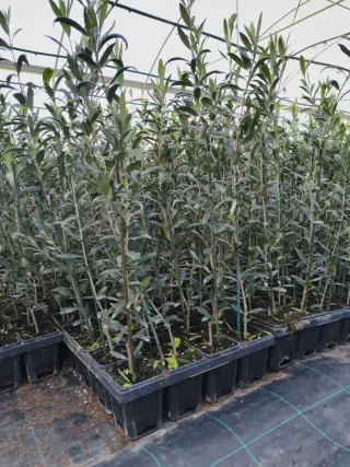 Olivos Arbequina Planta