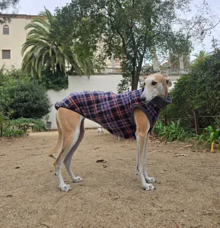 Jersey Galgo Español Multicolor