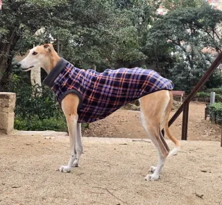 Jersey Galgo Español Multicolor