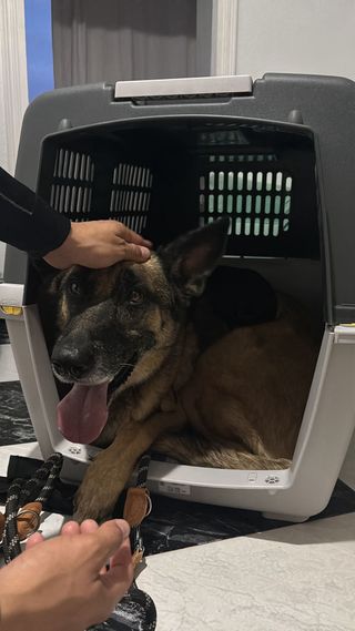 Transportín para mascotas IATA