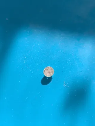 Diamante Redondo Brillante 0.71ct IGL