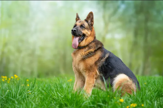 Paseo a Perros, Cualquier Razaa!!!!