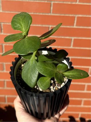 Crassula Multicava Planta Suculenta