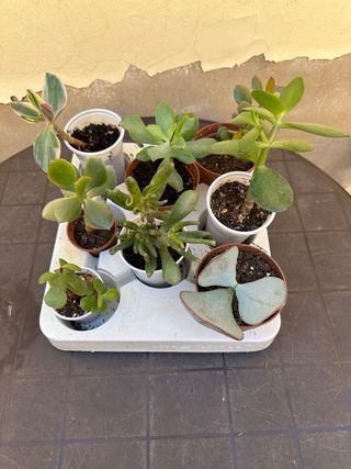 Lote 8 Variedades Árbol de Jade