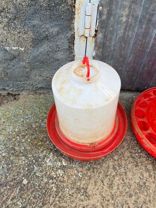 Bebedero para gallinas blanco y rojo