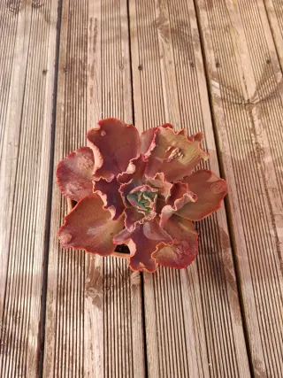 Echeveria Magic Lamp, Suculenta de Colección
