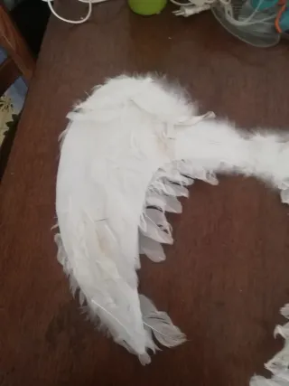 Alas blancas de plumas, para disfraz.