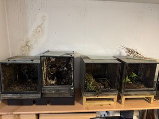 Lote terrarios varios tamaños