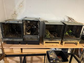 Lote terrarios varios tamaños