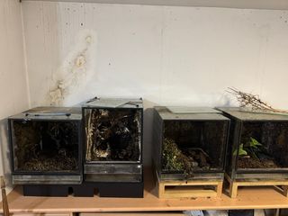 Lote terrarios varios tamaños