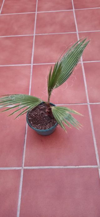 Palmera en maceta