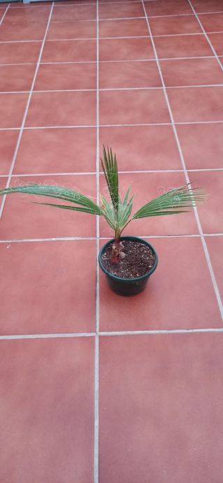 Palmera en maceta