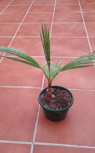Palmera en maceta