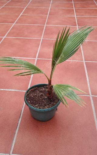 Palmera en maceta