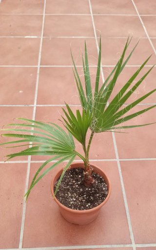 Palmera en maceta