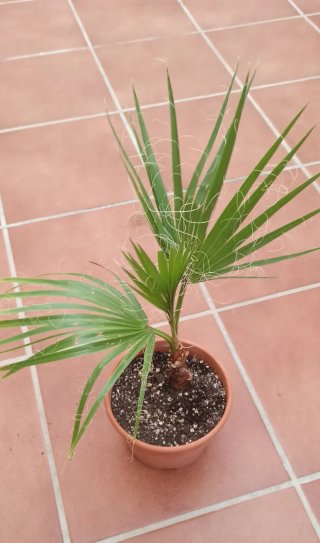 Palmera en maceta