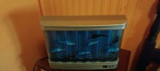 Pantalla luz led con movimiento de delfines