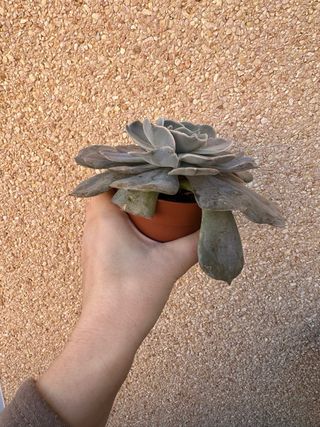 Echeveria Marble  Suculenta