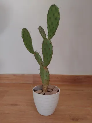 Planta Cactus Opuntia Bonaerensis en Maceta