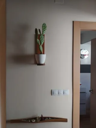 Planta Cactus Opuntia Bonaerensis en Maceta