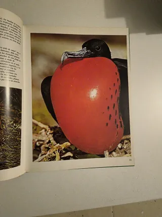 VIDA DE LOS ANIMALES SALVAJES. Como crecen.