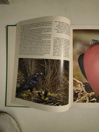 VIDA DE LOS ANIMALES SALVAJES. Como crecen.