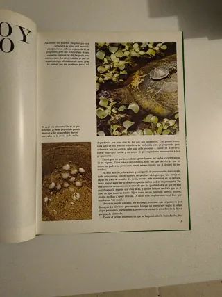 VIDA DE LOS ANIMALES SALVAJES. Como crecen.