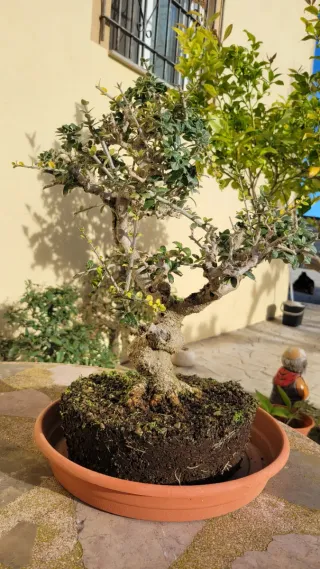 Bonsai olivera