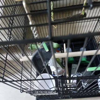 Jaula para pájaros negra