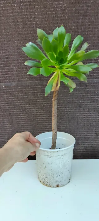 Planta suculenta en maceta