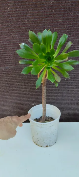 Planta suculenta en maceta