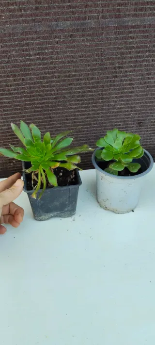 Planta Suculenta en Maceta