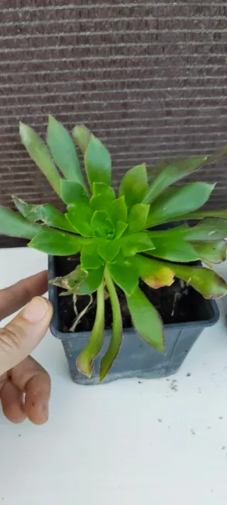 Planta Suculenta en Maceta