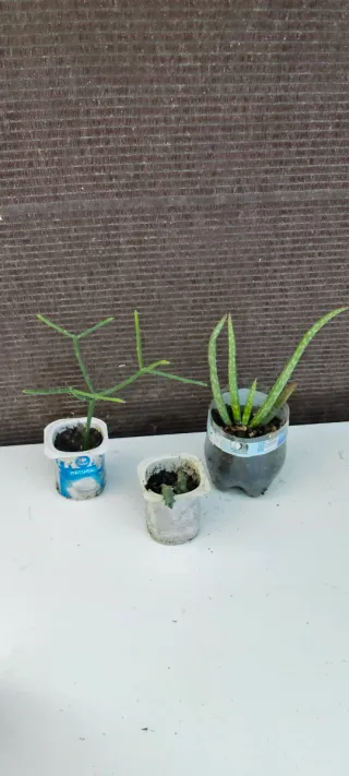 Plantas de interior variadas