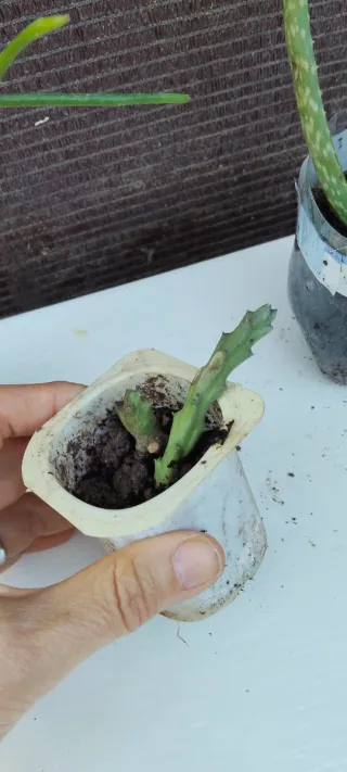 Plantas de interior variadas