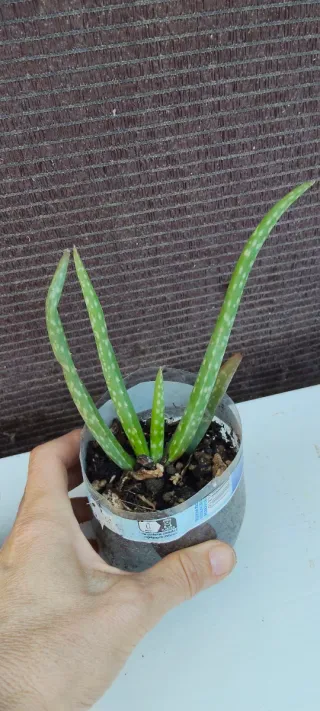 Plantas de interior variadas