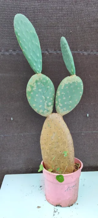 Chumbera sin espinas