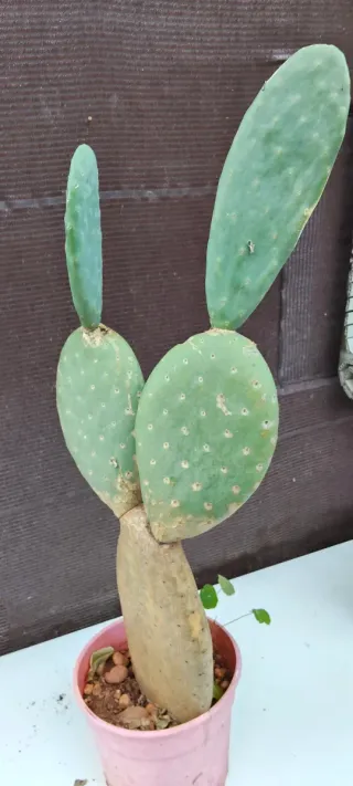 Chumbera sin espinas