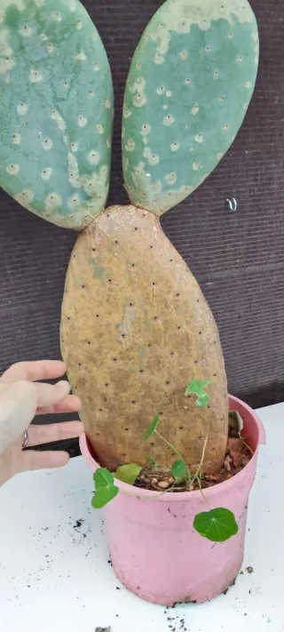 Chumbera sin espinas