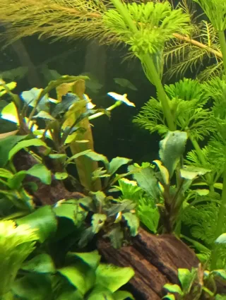 Cambio rizomas Buce o cualquier planta por gambas