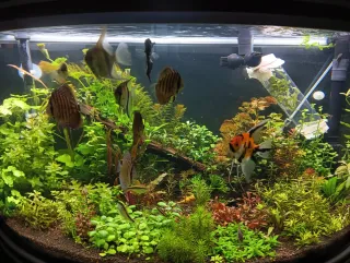 Cambio rizomas Buce o cualquier planta por gambas