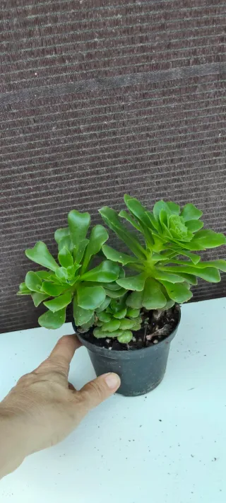 Planta suculenta verde en maceta