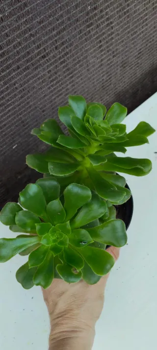 Planta suculenta verde en maceta