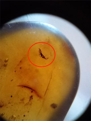 Ámbar Fósil Cretácico Burmita