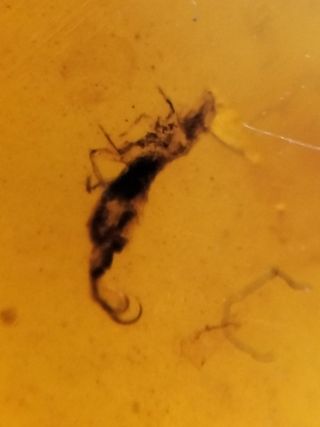 Ámbar Fósil Cretácico Burmita