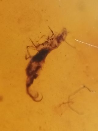 Ámbar Fósil Cretácico Burmita