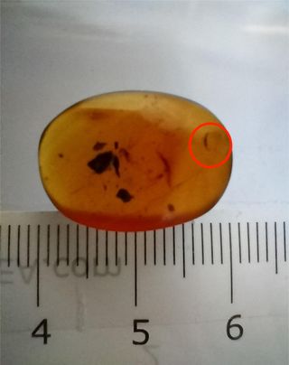 Ámbar Fósil Cretácico Burmita