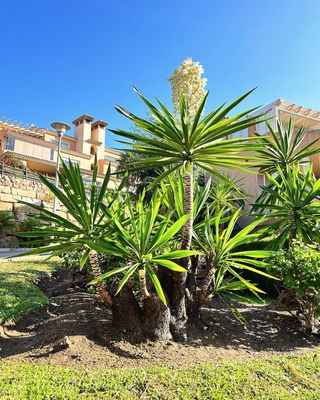 Jardinero: Poda en altura y riegos automáticos