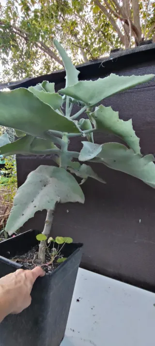 Planta Orejas de Elefante